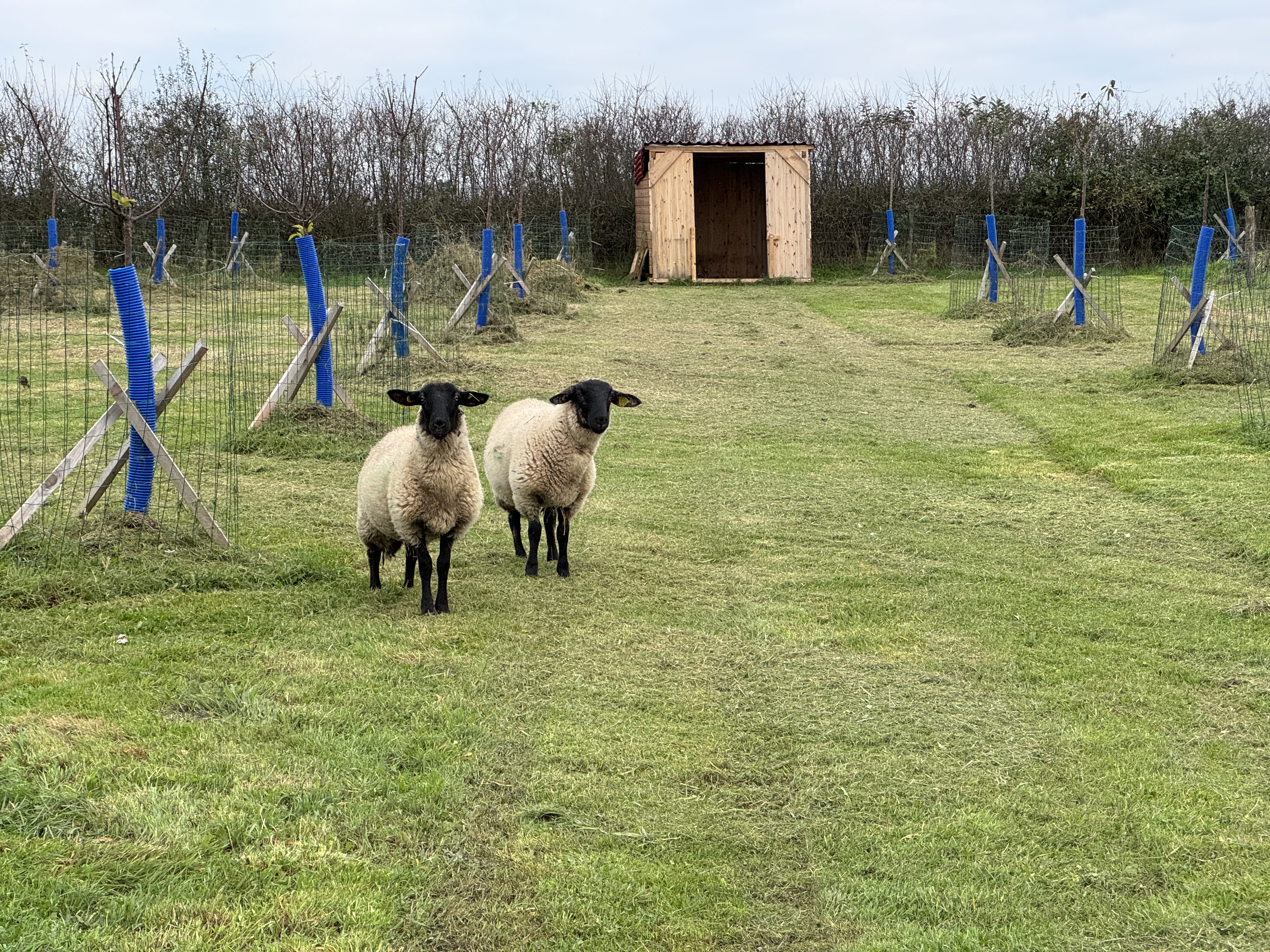 La mini-ferme